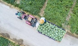 河南娱乐吃瓜,吃瓜群众揭秘幕后故事